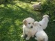 Regalo cachorros golden retriever