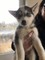 REGALO Hermosa Husky Siberiano para su Adopción - Foto 1