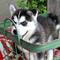 Regalo para su hijo que un cachorrito husky pura raza - Foto 1