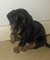 Regalo Regalo cachorros de dachshund - Foto 1