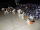 Regalo shih tzu cachorros de pura raza