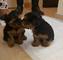 Se dan adopcion Cachorros de cairn terrier - Foto 2