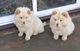 Absolutamente hermoso Chow Chow cachorros - Foto 1