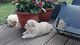 Adorable Chow Chow Puppies - Foto 1