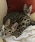 Adorable savannah gatitos listos para la adopción