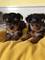 Adorables cachorros de Yorkshire para un buen hogar - Foto 1