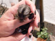Baby Marmoset mono titi disponible para adopción - Foto 1