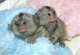 Beautiful Finger Marmoset Monkeys para su aprobación - Foto 1