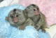 Beautiful finger marmoset monkeys para su aprobación