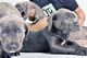 Bonito y saludable Cane Corso Puppies Disponible - Foto 1