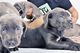 Bonito y saludable cane corso puppies disponible