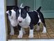 Bull terrier cachorros para una casa maravillosa