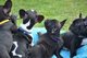 Cachorros de bulldog francés - Foto 1