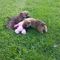 Cachorros de cairn terriers super adorables