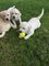 Cachorros Labrador - Foto 1