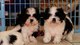 Cachorros Shih Tzu en busca de un nuevo hogar - Foto 1