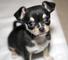 Chihuahua cachorros para adopción