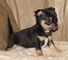 Chihuahua cachorros para adopción - Foto 2