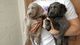 Cute Weimaraner Puppies - Foto 1