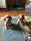 Dos cachorros corkspaniel de clase superior disponibles