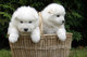 Dos cachorros de samoyedo excepcionales en venta