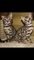 Dos t.i.c.a registrados gatitos de bengala