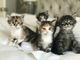 Gorgeous Coon gatitos de Maine gris para la venta - Foto 1