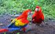 Gratis adorable y hablando loros yaco papilero de Colar Roja000 - Foto 1