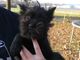 Gratis cachorros affenpinscher - Foto 1