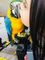 Hand reared blue and gold macaws parrots