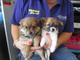 Hermosos cachorros chihuahua registrados disponibles