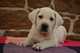 Hermosos cachorros de Labrador para su aprobación! - Foto 1