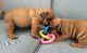 Hermosos cachorros engendrados por Croftthorn Stud Dogs - Foto 1