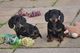Magníficos cachorros dachshund disponibles