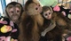 Monos capuchinos muy dulces para ti