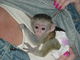 .Monos capuchinos socializados bien - Foto 1