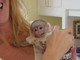 .monos capuchinos socializados bien