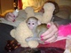 Muy sano y lindo monos capuchinos para usted