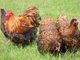 Orpingtons y gallinas ponedoras con cordones dorados - Foto 1