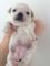 Preciosa Chihuahua en venta Hembrita nacida el 5 de diciembre - Foto 1
