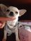 Preciosa Chihuahua en venta Hembrita nacida el 5 de diciembre - Foto 2