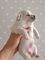 Preciosa Chihuahua en venta Hembrita nacida el 5 de diciembre - Foto 3
