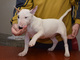 Precioso bull terrier cachorros de forma gratuita