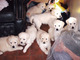 Preciosos cachorros Golden Retriever - Foto 1