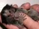 Pygmy marmoset mono