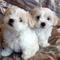 Regalo bichon maltes preciosos cachorros