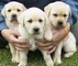 REGALO Cachorros magníficos de Labrador para la adopción - Foto 1
