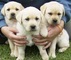 Regalo cachorros magníficos de labrador para la adopción