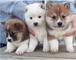 Regalo dos cachorros shiba inu