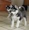 Regalo hermosos cachorros husky siberiano